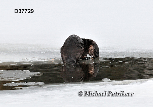 North American River Otter (Lontra canadensis)